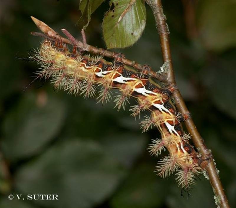 SATURNIIDAE World Homepage für den Saturniidenfreund